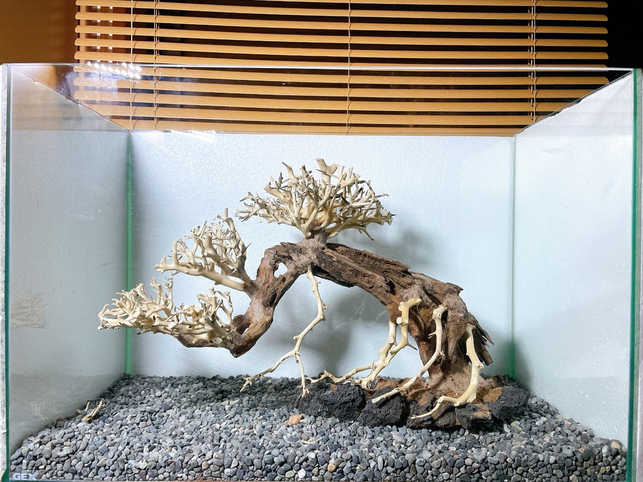 ADA ホーンウッド流木アクアリウムテラリウム