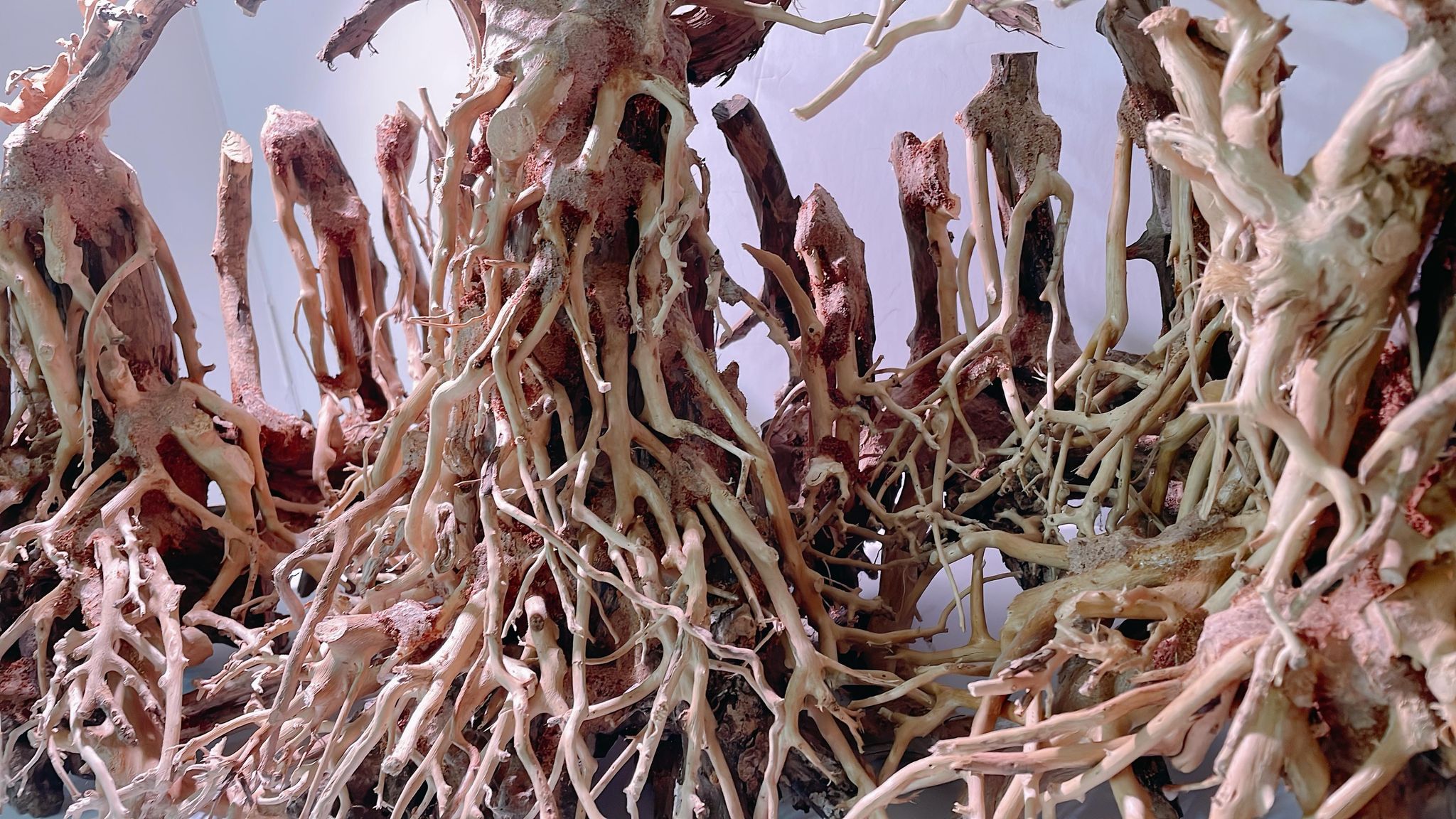 楽天市場】中型深い茂る熱帯雨林（水槽専用アート流木）盆栽アート