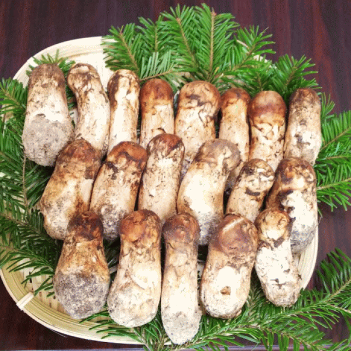 楽天市場】【予約商品】【9月中旬－10月上旬採れ次第発送】松茸 送料