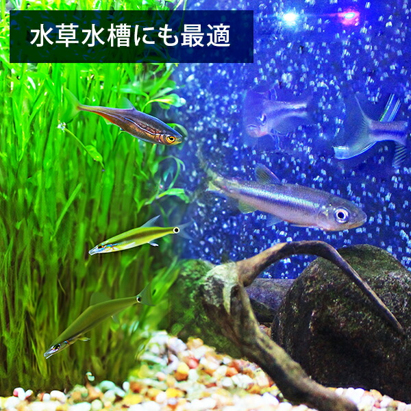 楽天市場】エーハイム クラシックフィルター 2213 ろ材付 (1個／2個