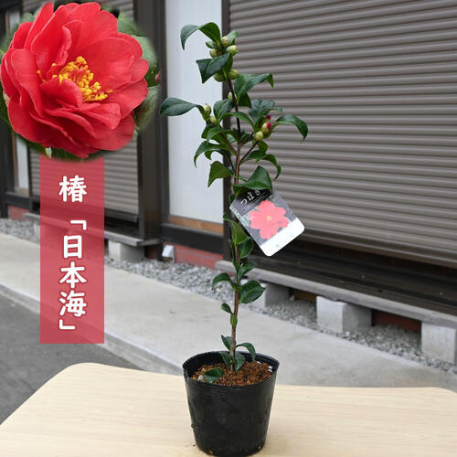 楽天市場】2026年1月～4月開花苗 椿 日本海 苗木 八重咲き 大輪 挿し木