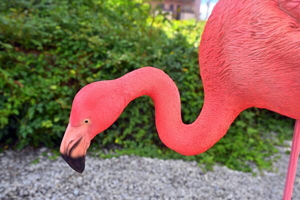 楽天市場】フラミンゴ 水飲み リアルな置物フラミンゴの置物 置物