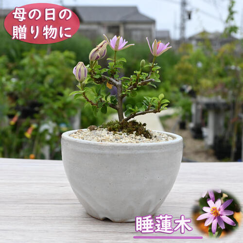 subarujp2005 紫泥 蟹刻 小さな植木鉢 盆栽鉢 M R8812 subarujp2005 紫
