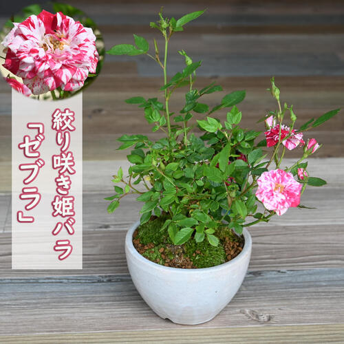 薔薇姫 ガラス小鉢2点セット 薔薇姫 様 専用 ガラス小鉢2点セット