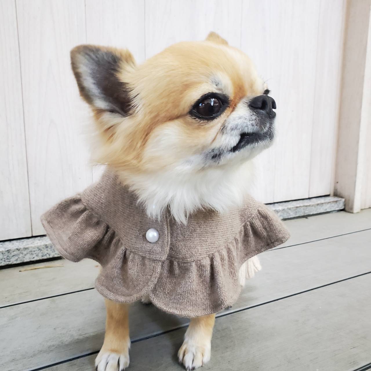 楽天市場】犬 服 秋冬 高品質カシミヤ100％ ケープ フリルボレロ 日本