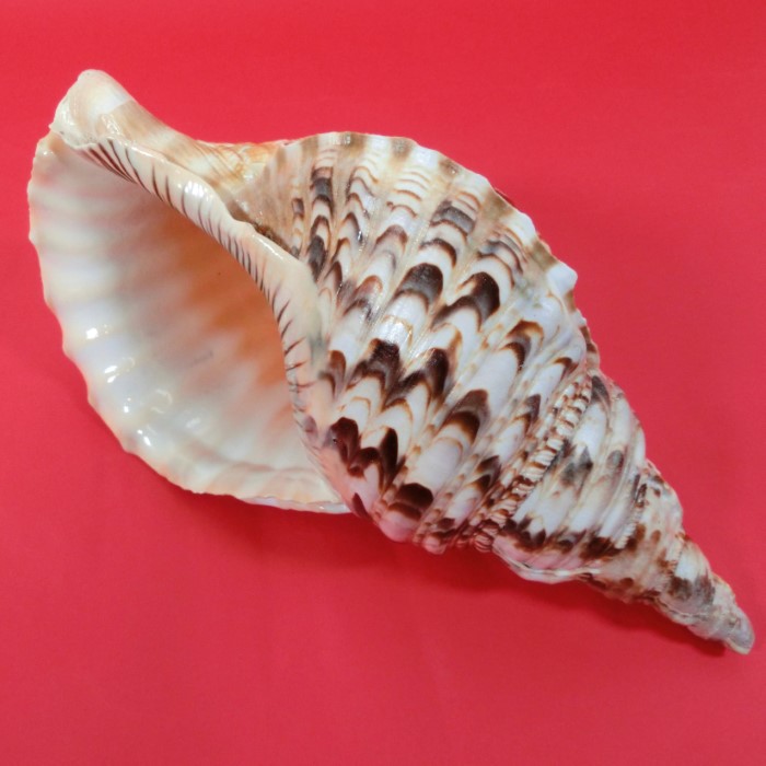 法螺貝 ホラ貝 Amazon.co.jp: 法螺貝 大型 28cm 貝 貝殻 ホラガイ ホラ
