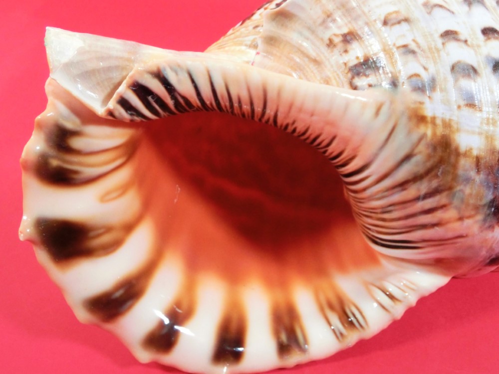 法螺貝 ホラ貝 特大サイズ 36cm 888g 色合いが綺麗 新鮮法螺貝法螺貝