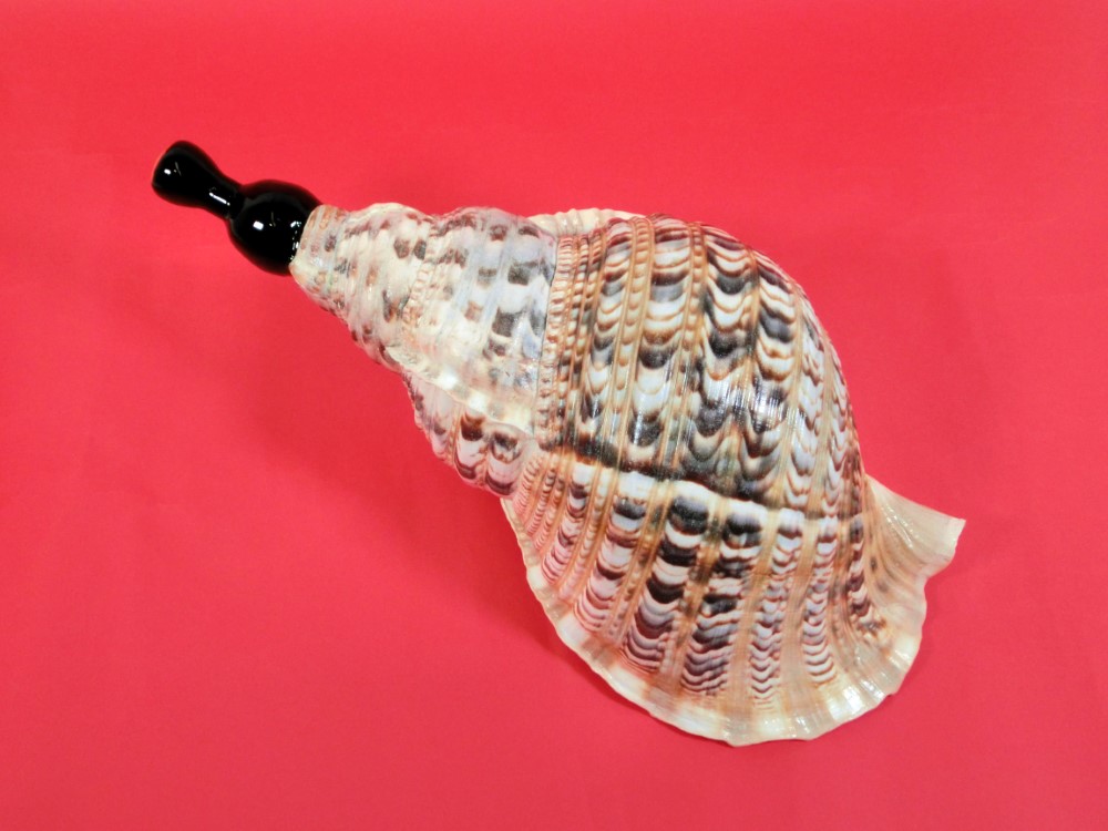法螺貝 特大ホラ貝 新鮮な法螺貝 大きいサイズ K001005 法螺貝 特大