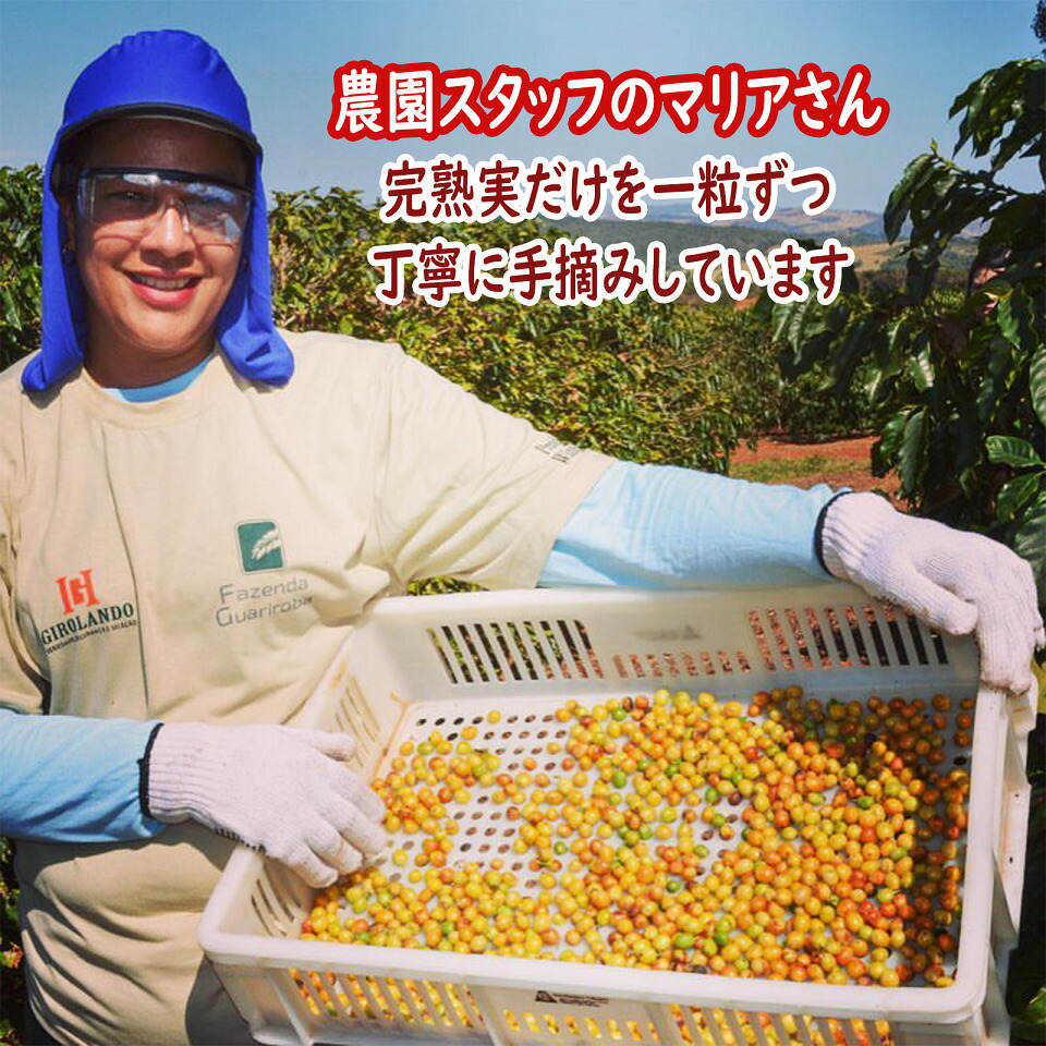 コーヒー生豆】【未開封】ブラジル カッシャンブー イエローカトゥアイ