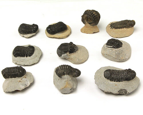 楽天市場】化石 三葉虫 （母岩付） （アソート） No.14 : 神棚 神具