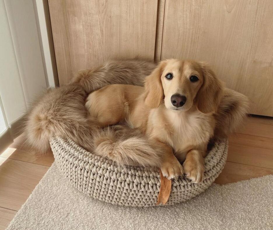 楽天市場】ファー ブランケット ブラウン グレー フレブル ボステリ