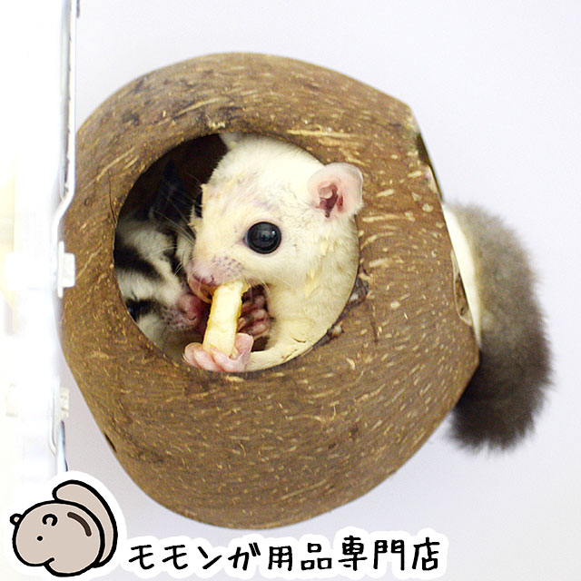 楽天市場】SANKO ココハウス フクロモモンガ用ハウス 三晃商会