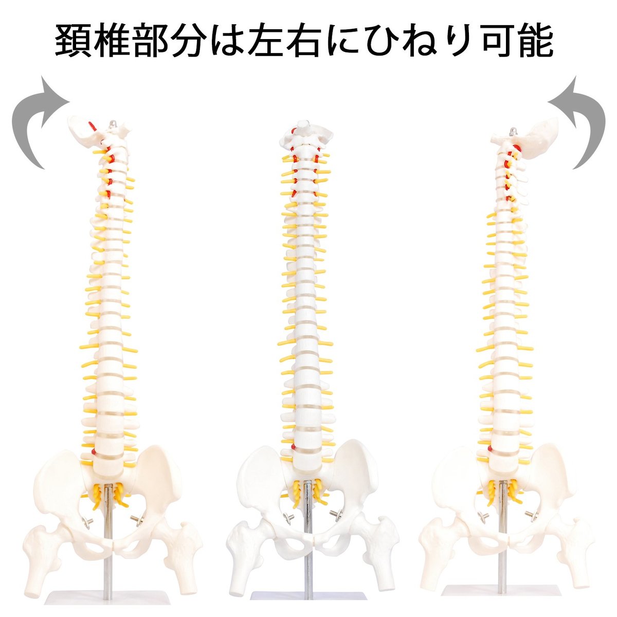 楽天市場】人体模型 脊椎骨盤模型 脊柱 脊髄 脊椎模型 脊椎骨模型 ミニ