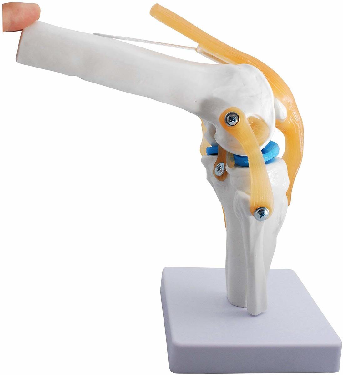 楽天市場】膝関節模型 ひざ 膝関節 可動 模型 関節模型 実物大 等身大