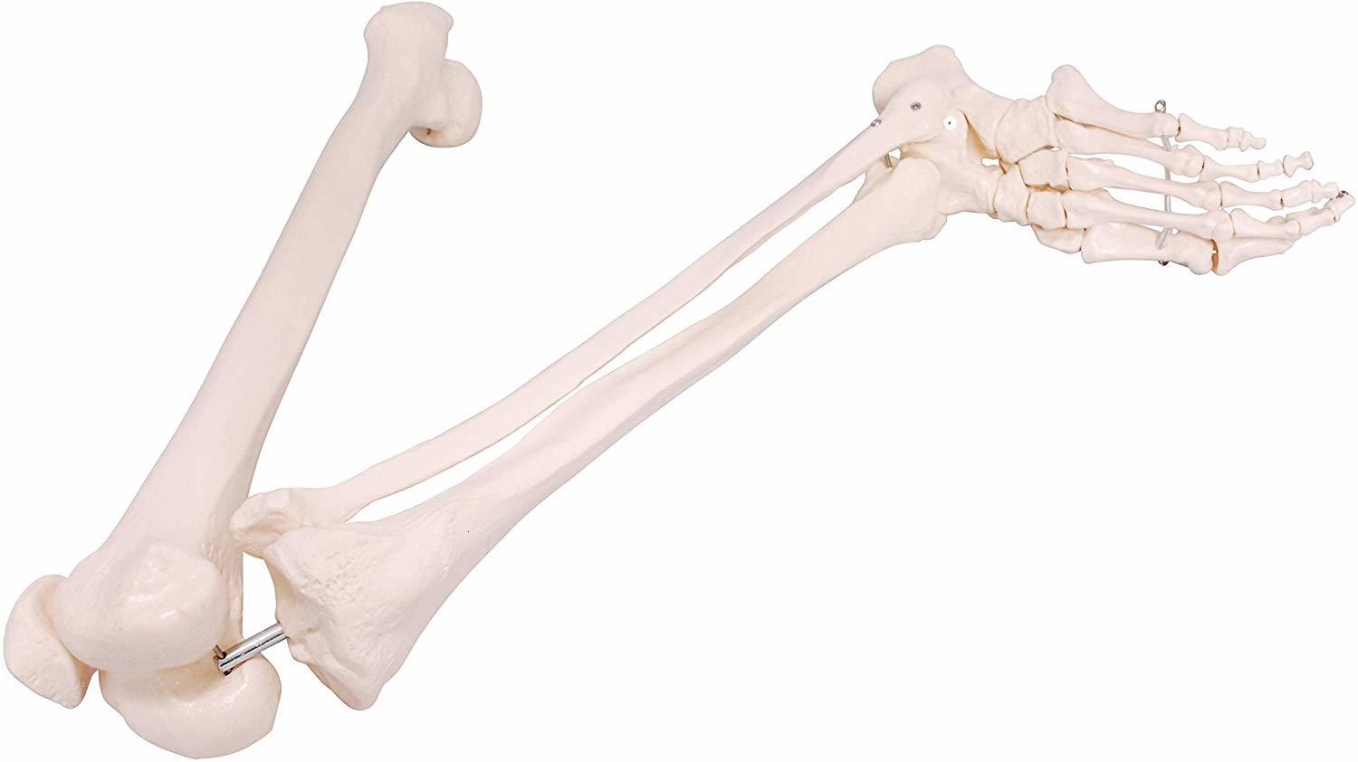 楽天市場】人体模型 下肢骨 下肢骨模型 大腿骨 脛骨 足骨 模型 膝関節
