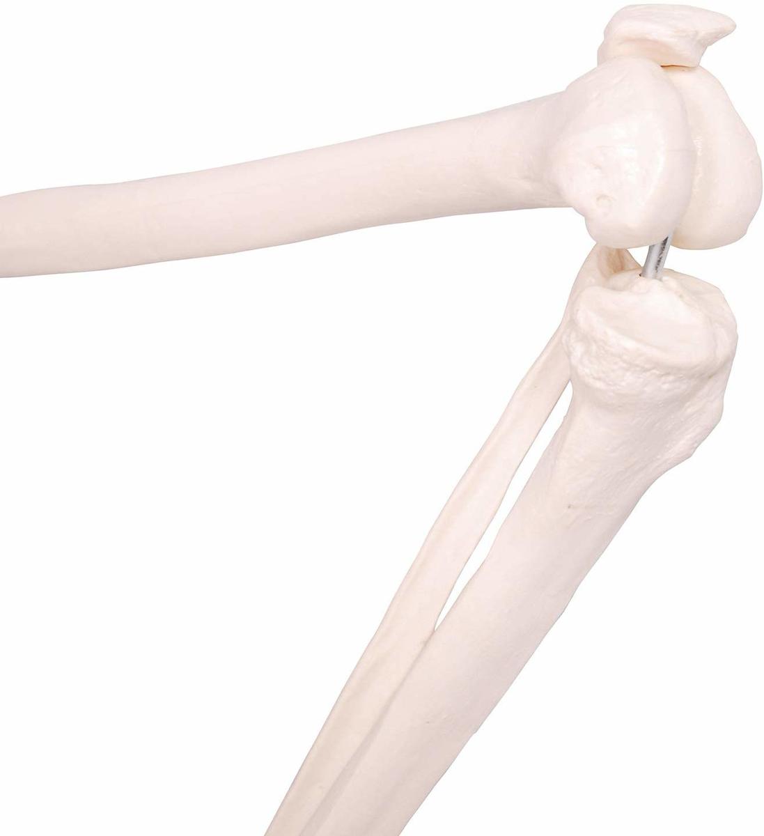 楽天市場】人体模型 下肢骨 下肢骨模型 大腿骨 脛骨 足骨 模型 膝関節