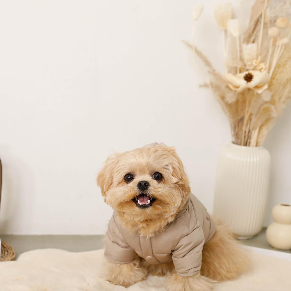 楽天市場】【期間限定50%OFF】moncheri モンシェリ 犬 服 ドッグウェア