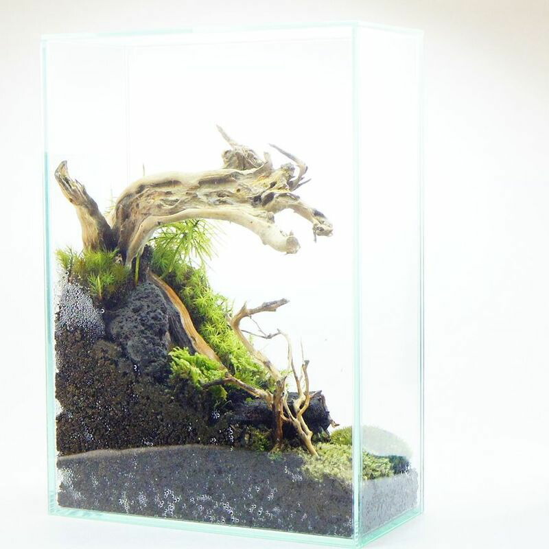 楽天市場】【完成品 現物】奥行き感のある 苔テラリウム ガラス水槽