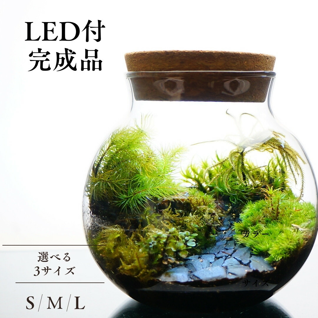 楽天市場】【完成品】3サイズ LEDライトコルク蓋付 苔テラリウム 石畳