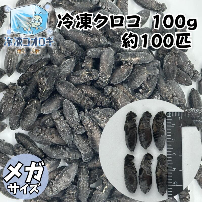 楽天市場】冷凍クロコ メガサイズ 100g 約100匹 生産者直販売 冷凍