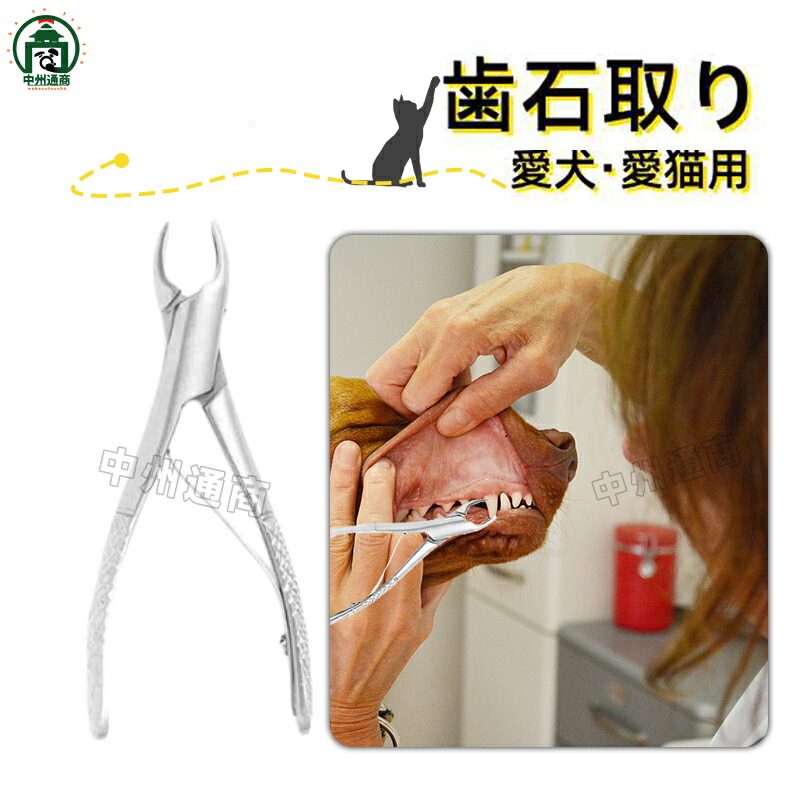 楽天市場】愛犬・愛猫用 歯石取り ペンチ 犬 歯石 デンタルケア ホーム