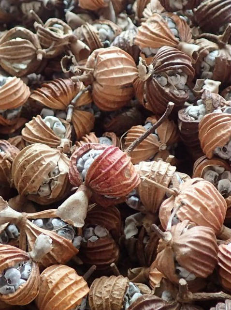 楽天市場】nauhiaherb 月桃の実茶 80g 粉末 50g 石垣島産 国産 農薬