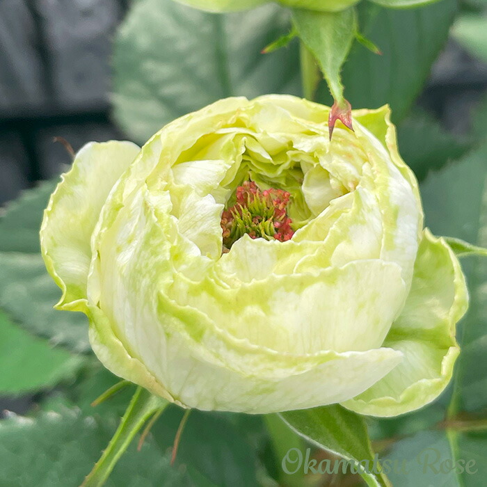 引退品バラ売り可 まとめ売り(バラ可)引退 ZX ゼクス 引退まとめ売り