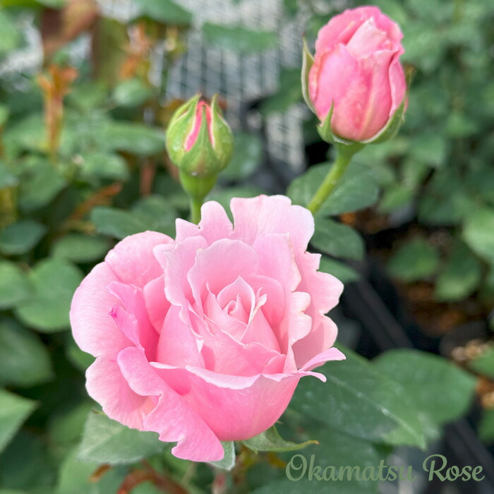 楽天市場】予約販売 バラ苗 バラ新苗 ピンクサボン 契約品種 薔薇 ばら