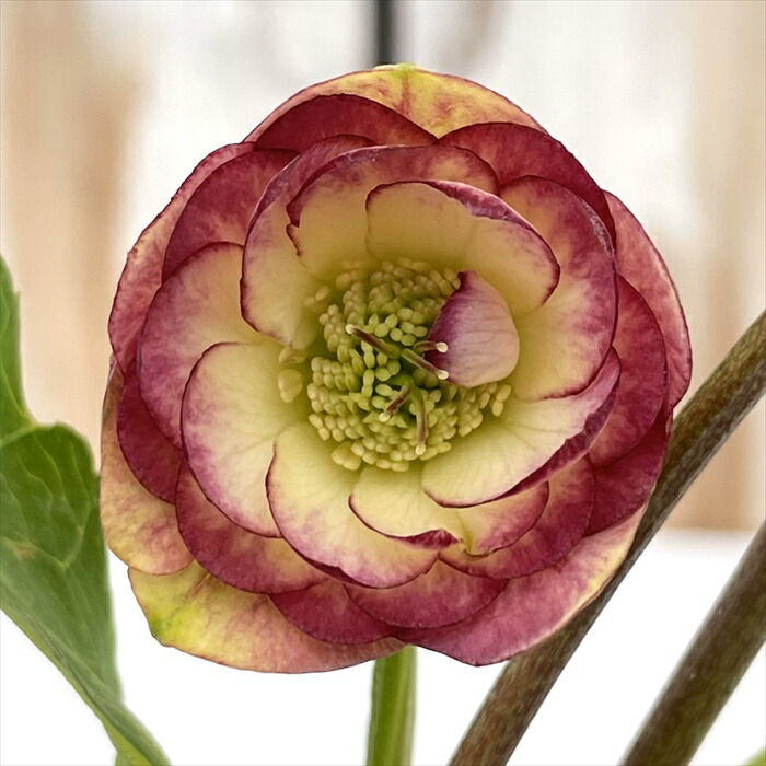 5631 ddゴールドぼかしフラッシュ クリスマスローズ開花 加藤農園