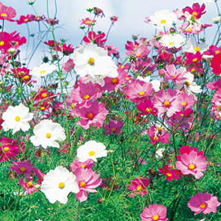 楽天市場】コスモス（秋桜） 種 【 センセーション混合 】 1dl