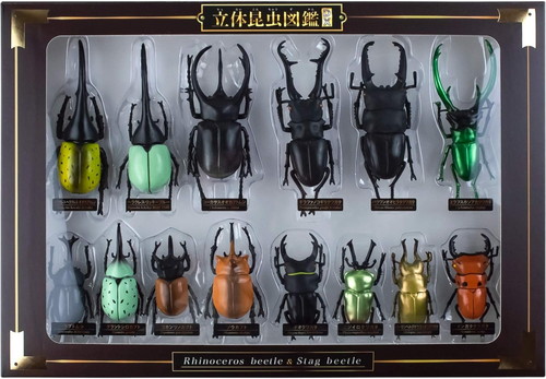 カブトムシ標本 4体セット カブトムシ標本 4体セット 初の企画 標本
