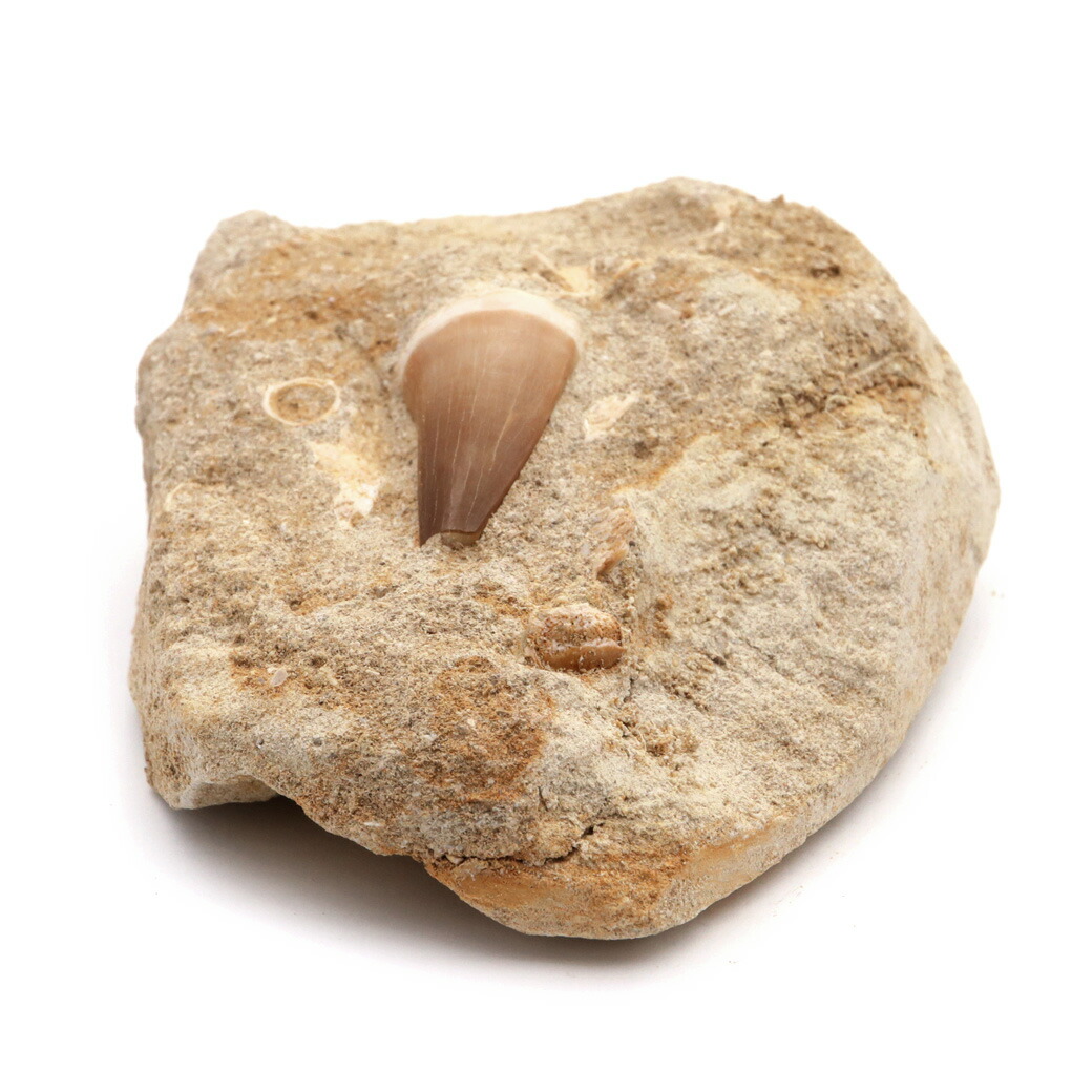 ☆特大5センチ！モササウルスの歯☆母岩付き 化石 モロッコ産 特大モロッコ