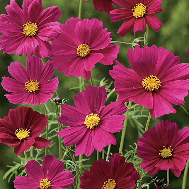 楽天市場】花 種 コスモス センセーションダズラ タキイ種苗 プロ向け