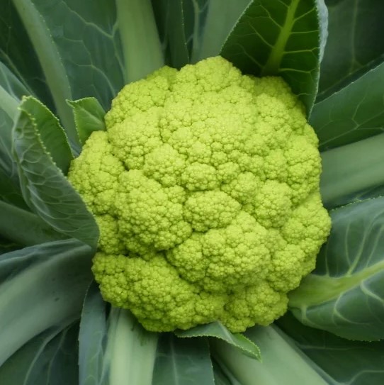 楽天市場】ロマネスコ カリフラワー 種 マルケ イタリア 野菜 種