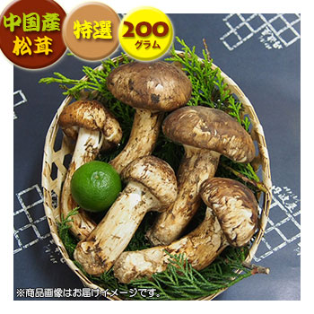松茸 北海道 700g 訳あり ③ 松茸 北海道 700g 訳あり ③ 松茸 北海道