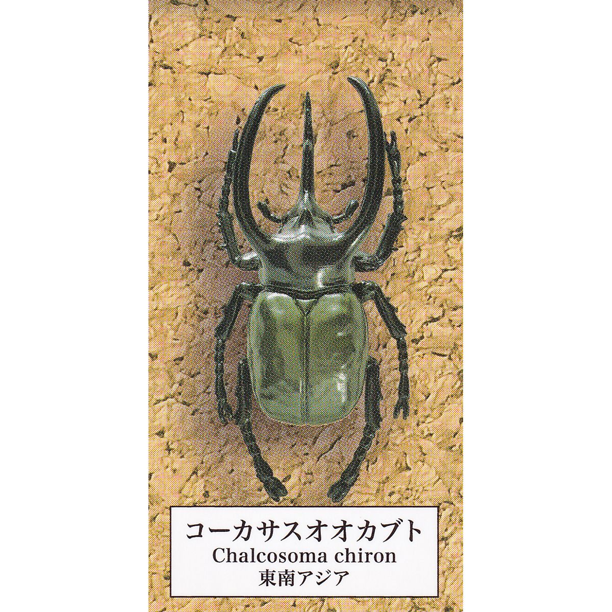 楽天市場】コーカサスオオカブト 【甲虫採集標本 ZOOM 2023ver. エール