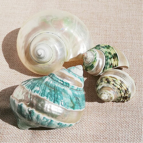 楽天市場】巻貝 貝殻 青緑 白 ブルーグリーン系 ホワイト系 海 マリン