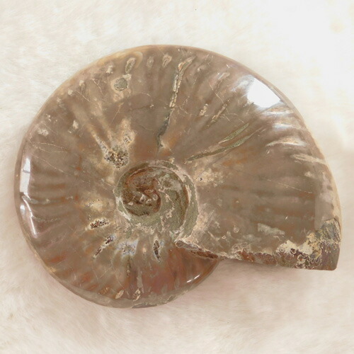 楽天市場】アンモナイト化石 レッドファイヤー 700g 化石 天然石