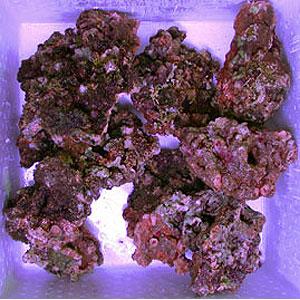 ライブロック 5kg 楽天市場】ライブロック 5kgの通販