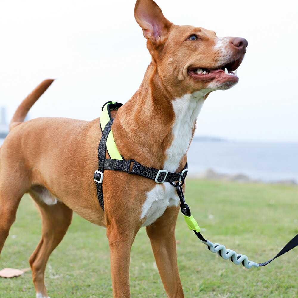 楽天市場】【zee.dog official web store】SOFTER WALK HARNESS S/M/L