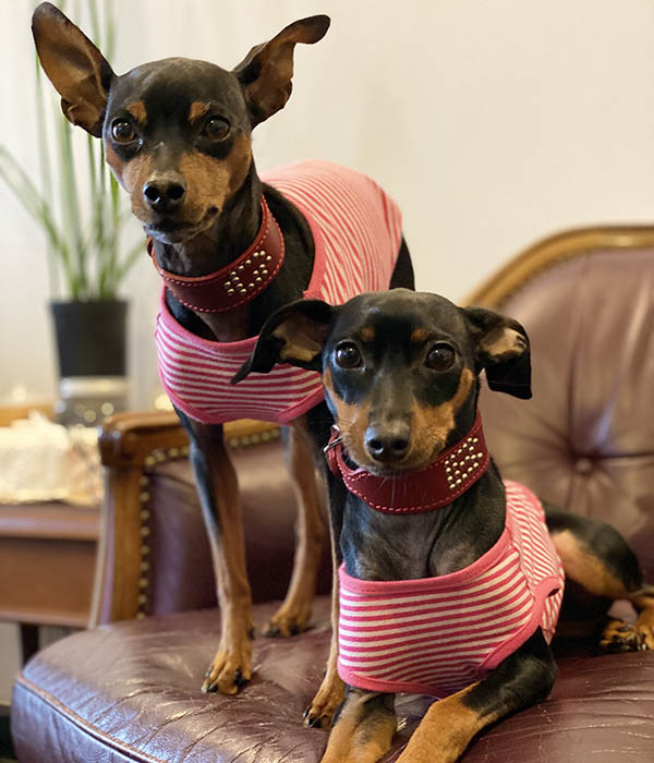 ミニピン、ミニピンを纏うイタグレ、イタグレを纏う