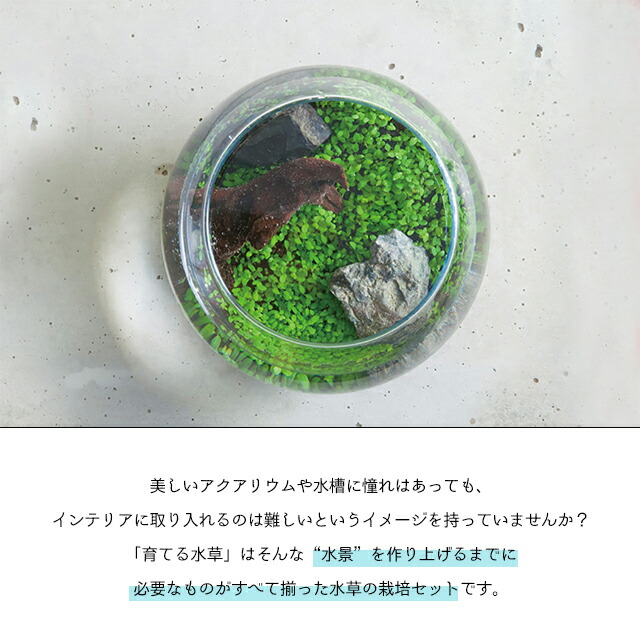 楽天市場】栽培キット 育てる水草 L GD-813 聖新陶芸 【 直径14.5cm