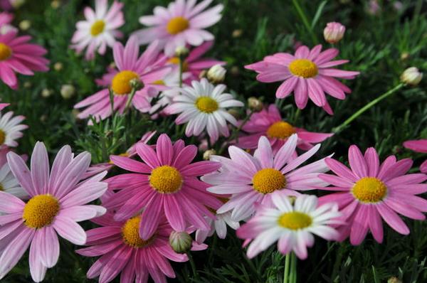 楽天市場】【マーガレット・ピンク6号】（白〜ピンクへ咲きすすむ