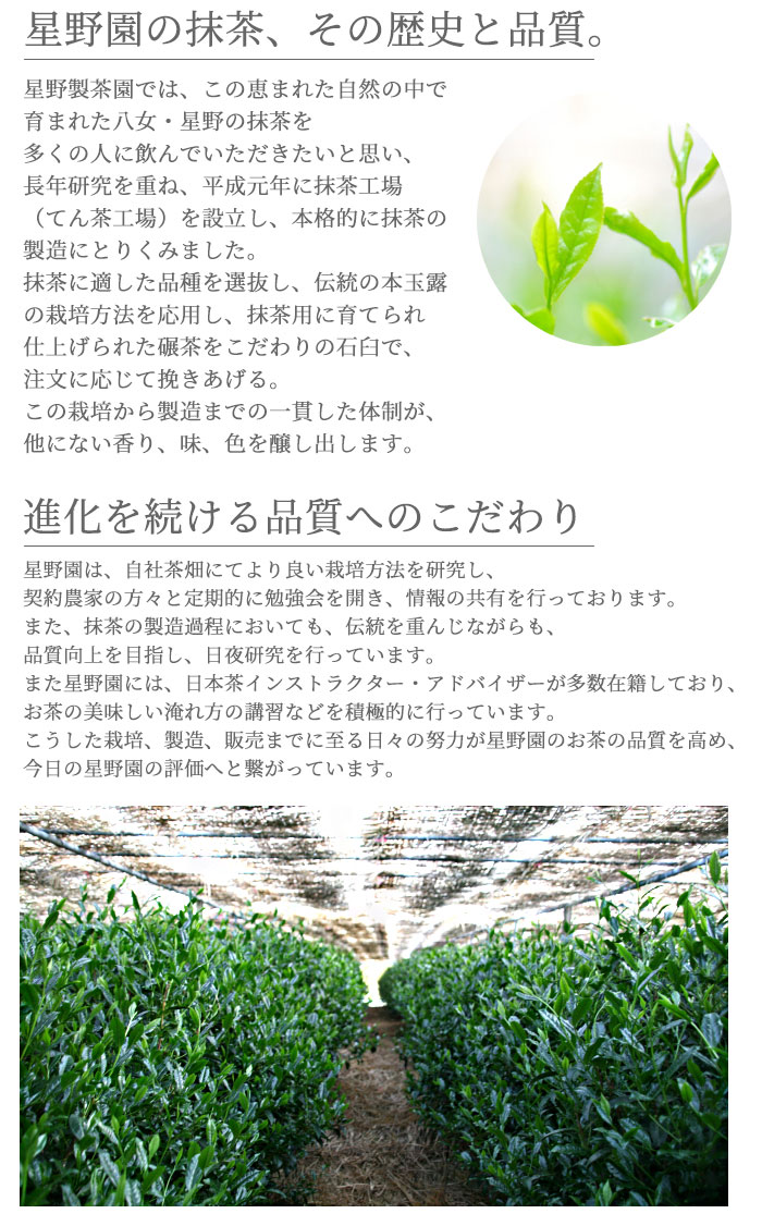 楽天市場】抹茶 星野園 星峰 100g缶 福岡 八女 星野村のおいしい抹茶