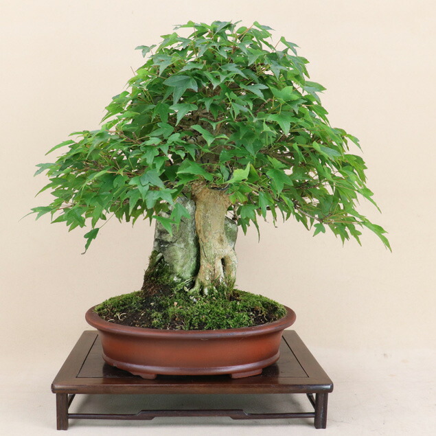 大型　佳山　盆栽鉢 盆栽鉢】 時代鉢 佳山作 紫泥 雲足外縁長方鉢 超大型サイズ（左右56.5