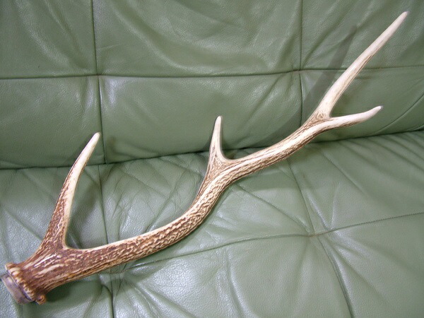 北海道エゾシカ角9本 2023年採取 エゾシカ 鹿の角 北海道産 落角 9本