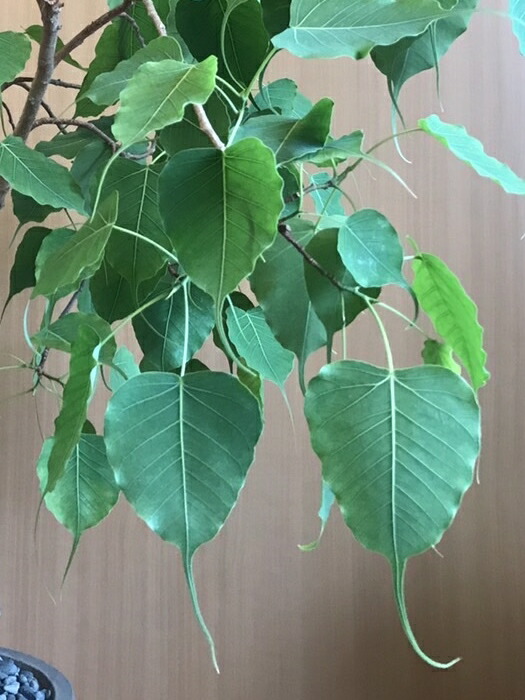楽天市場】1000円 インドボダイジュの葉 葉脈 5枚セット Ficus