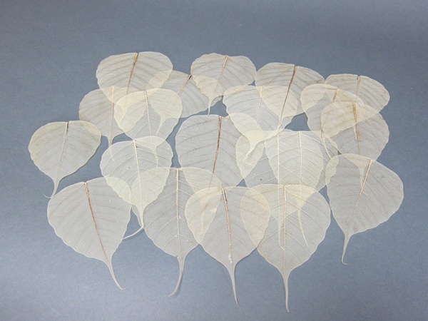 楽天市場】1000円 インドボダイジュの葉 葉脈 5枚セット Ficus