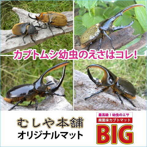 楽天市場】むしや本舗 高カロリー！廃菌床発酵カブトムシマットBIG 50
