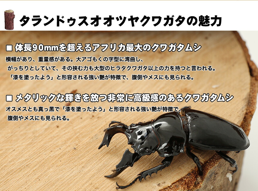 ネプチューンオオカブト タランドゥスツヤクワガタ アダー完結編